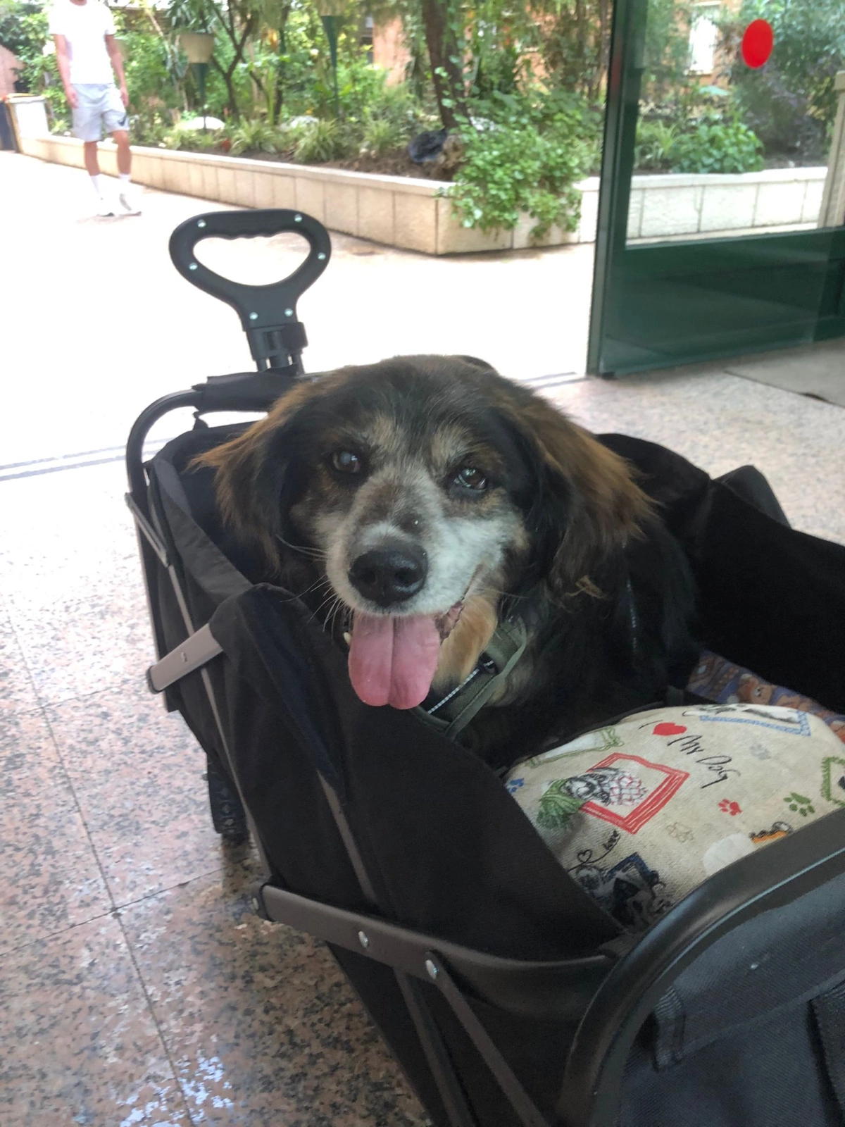 Gary busca una acogida urgente en Madrid.💔