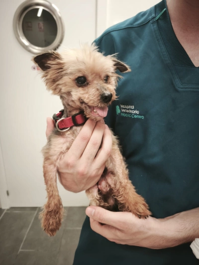 🐾 UNA GUERRERA LLAMADA LUNA BUSCA HOGAR PALIATIVO 🐾