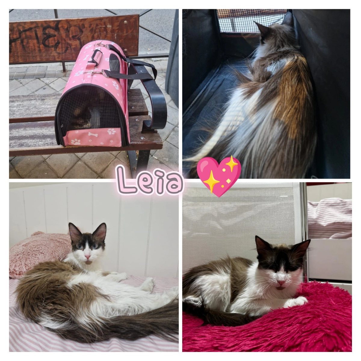 🐾 LEIA BUSCA UN HOGAR DE VERDAD (MADRID) 🐾