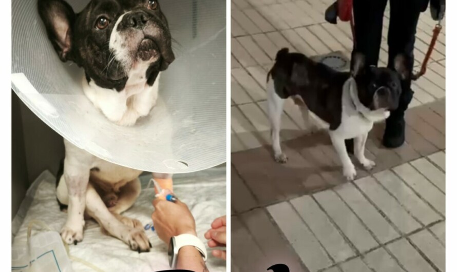 Bob: La Decisión Que Lo Cambió Todo 